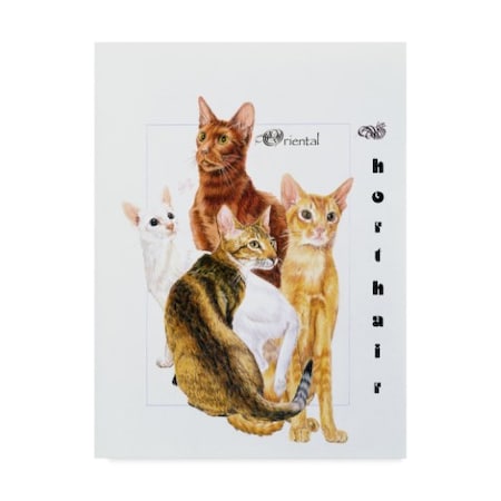 Barbara Keith 'Oriental Shorthair' Canvas Art,18x24